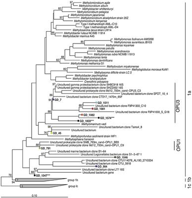 Metagenomic Binning Recovers a Transcriptionally Active Gammaproteobacterium Linking Methanotrophy to Partial Denitrification in an Anoxic Oxygen Minimum Zone